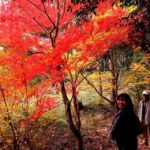 三輪真長寺もみじまつりへ参加